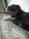 Tigresa