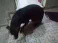 Tigresa
