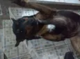 Tigresa