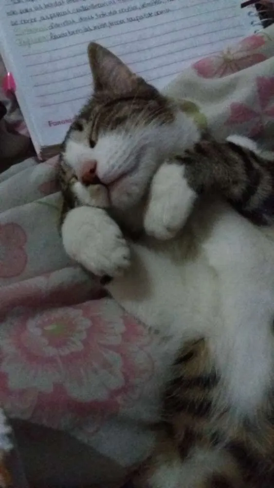 Gato ra a srd idade 2 a 6 meses nome Snape