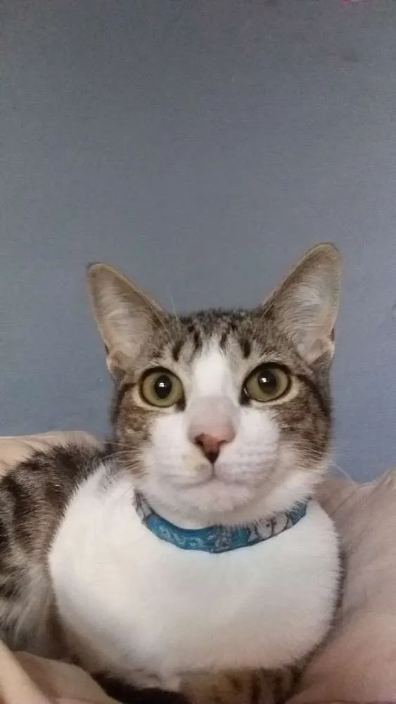 Gato ra a srd idade 2 a 6 meses nome Snape