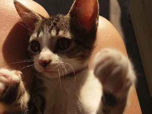 Gato ra a srd idade 2 a 6 meses nome Snape