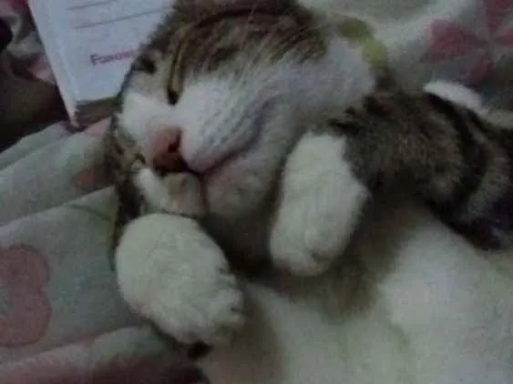 Gato ra a srd idade 2 a 6 meses nome Snape