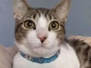Gato raça srd idade 2 a 6 meses nome Snape