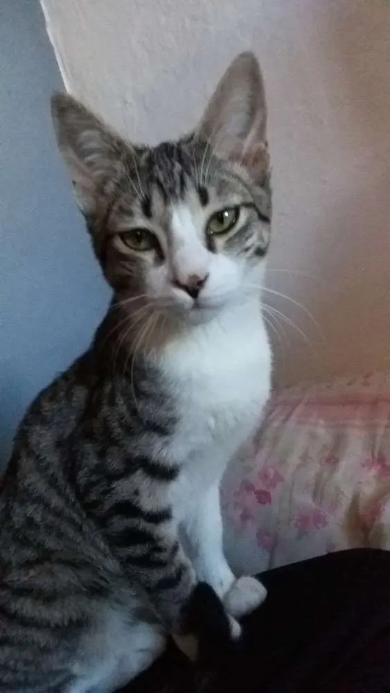 Gato ra a Srd idade 2 a 6 meses nome Duke