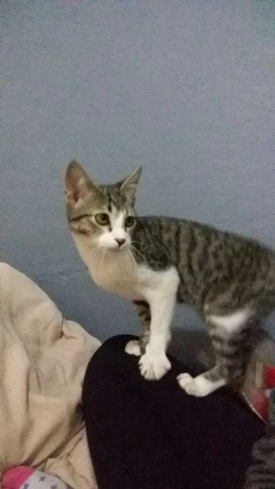 Gato ra a Srd idade 2 a 6 meses nome Duke