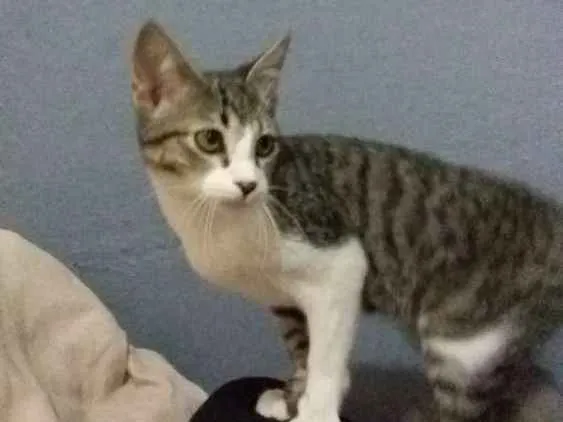 Gato ra a Srd idade 2 a 6 meses nome Duke
