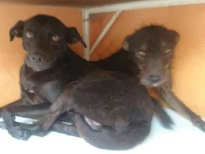 Cachorro raça Vira-lata idade 6 ou mais anos nome Preta e Neguinha