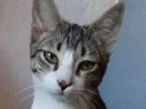 Gato raça Srd idade 2 a 6 meses nome Duke