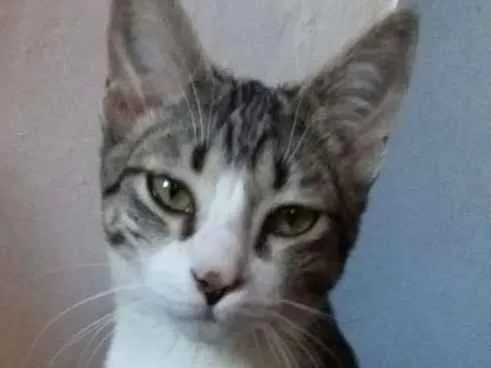 Gato ra a Srd idade 2 a 6 meses nome Duke