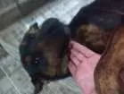 Cachorro raça Mestiça pastor alemão idade 7 a 11 meses nome Tigresa