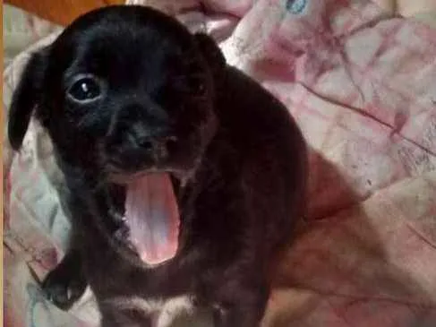 Cachorro ra a SRD idade Abaixo de 2 meses nome BEBÊS P ADOÇÃO!