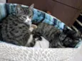 Mel e Luna