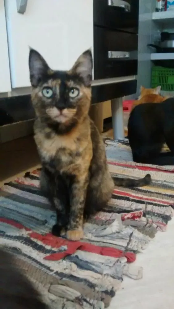 Gato raça Vira lata idade 2 anos nome Lesly