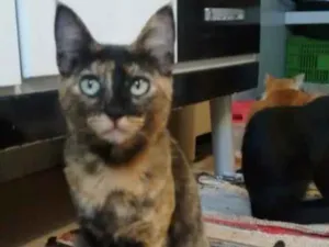 Gato raça Vira lata idade 2 anos nome Lesly