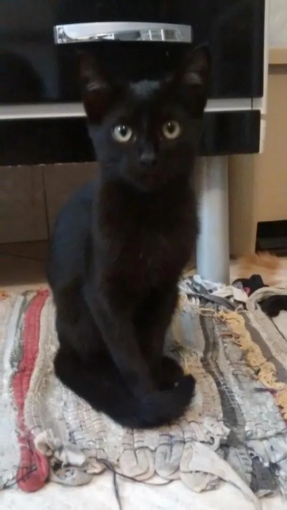 Gato raça Vira lata idade 7 a 11 meses nome Sem nome
