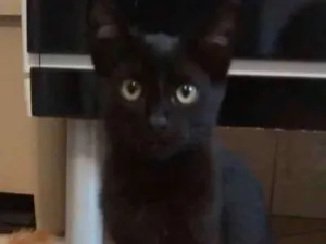 Gato raça Vira lata idade 7 a 11 meses nome Sem nome