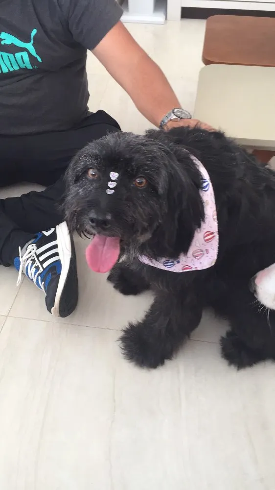 Cachorro ra a Sem raça definida  idade 2 anos nome Sem nome