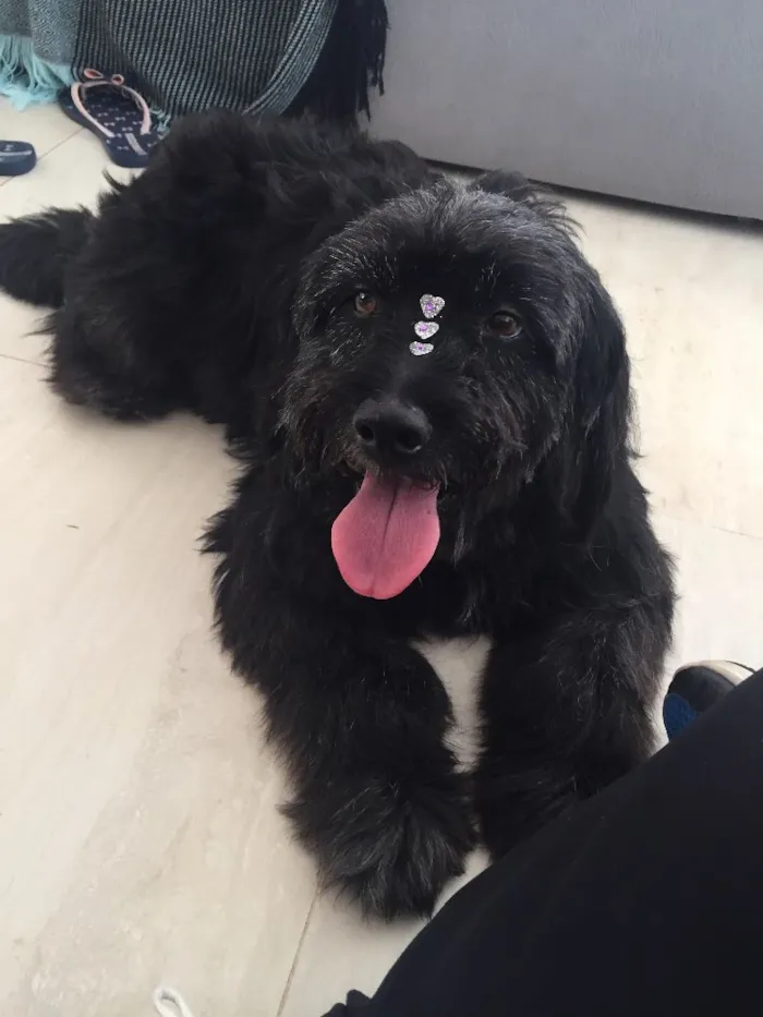 Cachorro ra a Sem raça definida  idade 2 anos nome Sem nome