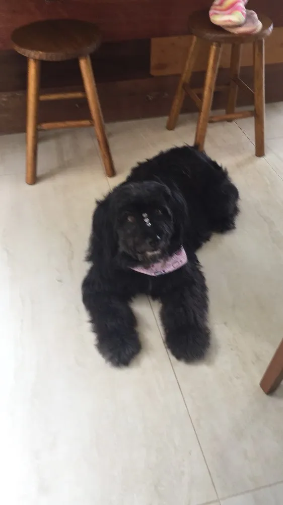 Cachorro ra a Sem raça definida  idade 2 anos nome Sem nome