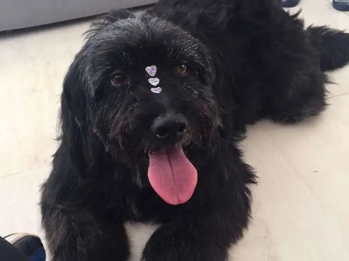 Cachorro ra a Sem raça definida  idade 2 anos nome Sem nome