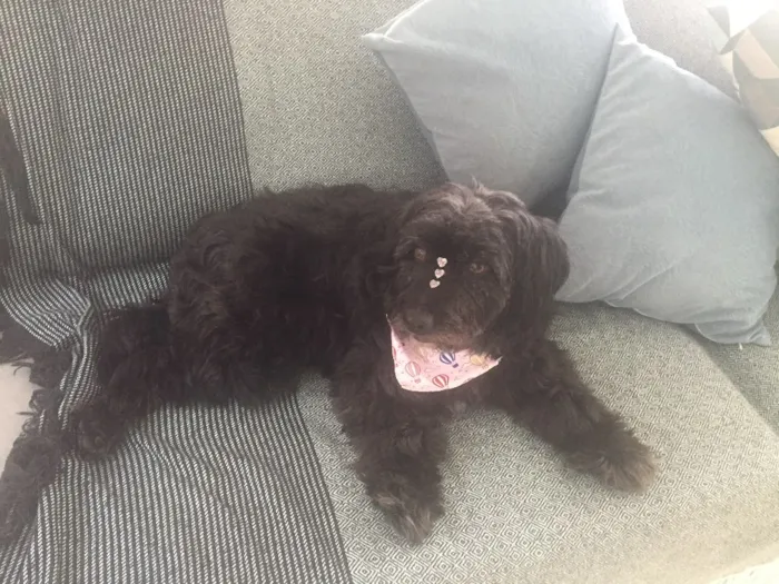 Cachorro ra a Sem raça definida  idade 2 anos nome Sem nome