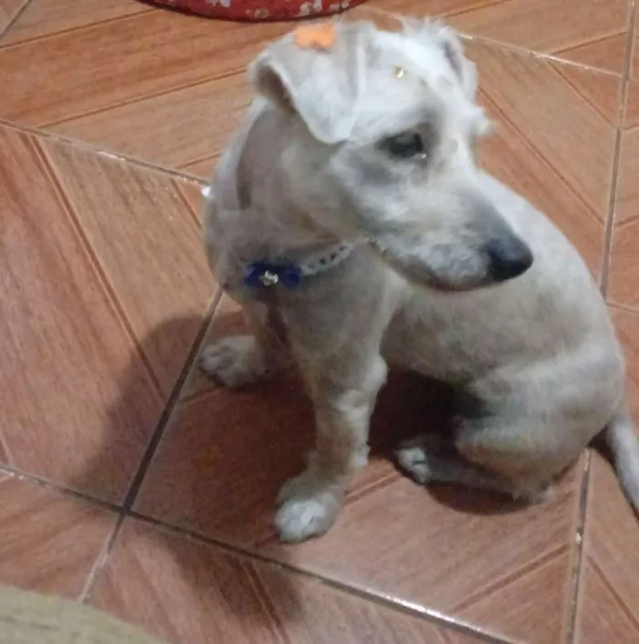Cachorro ra a Indefinida idade 1 ano nome Mel