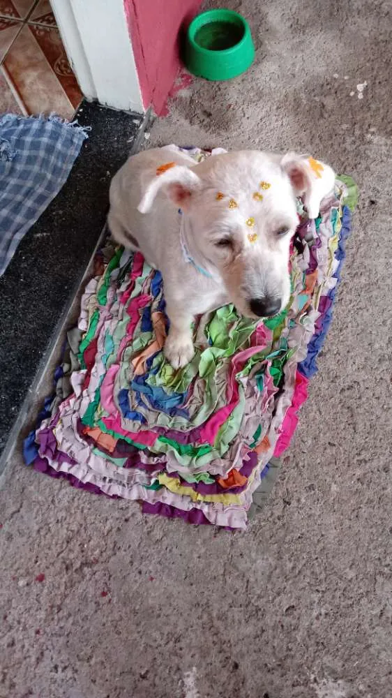 Cachorro ra a Indefinida idade 1 ano nome Mel