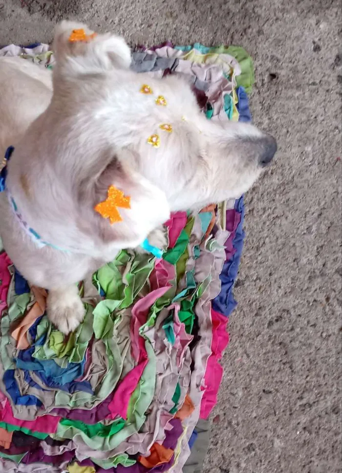 Cachorro ra a Indefinida idade 1 ano nome Mel