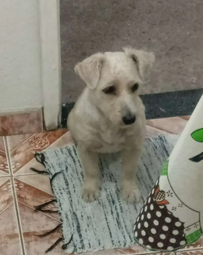 Cachorro ra a Indefinida idade 1 ano nome Mel