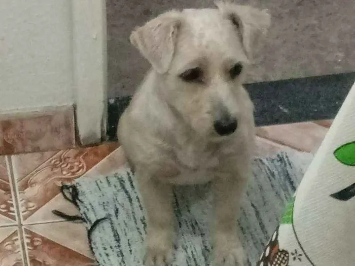 Cachorro ra a Indefinida idade 1 ano nome Mel