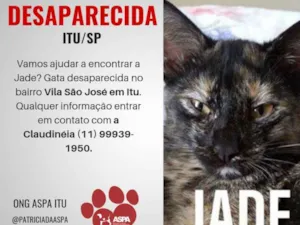 Gato raça SRD idade 7 a 11 meses nome Jade