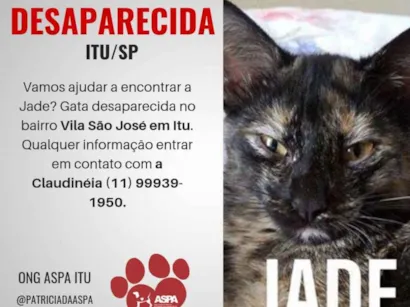 Gato raça SRD idade 7 a 11 meses nome Jade