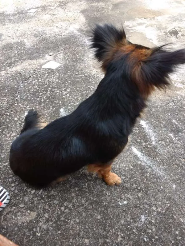 Cachorro raça RND? idade 2 anos nome Não sei