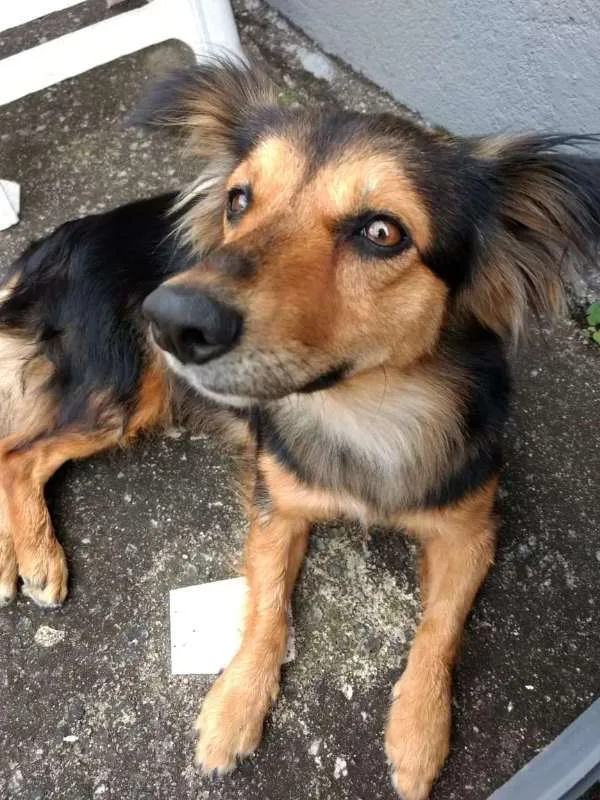 Cachorro raça RND? idade 2 anos nome Não sei