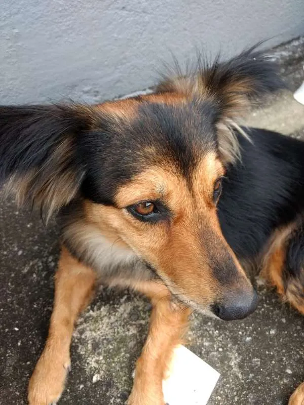 Cachorro raça RND? idade 2 anos nome Não sei