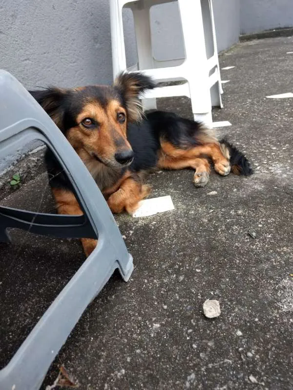 Cachorro raça RND? idade 2 anos nome Não sei