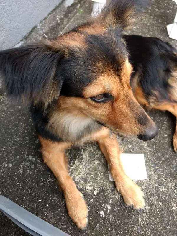 Cachorro raça RND? idade 2 anos nome Não sei
