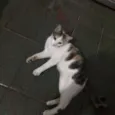 Mel