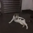 Mel