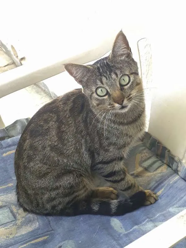 Gato raça SRD idade 1 ano nome Pink