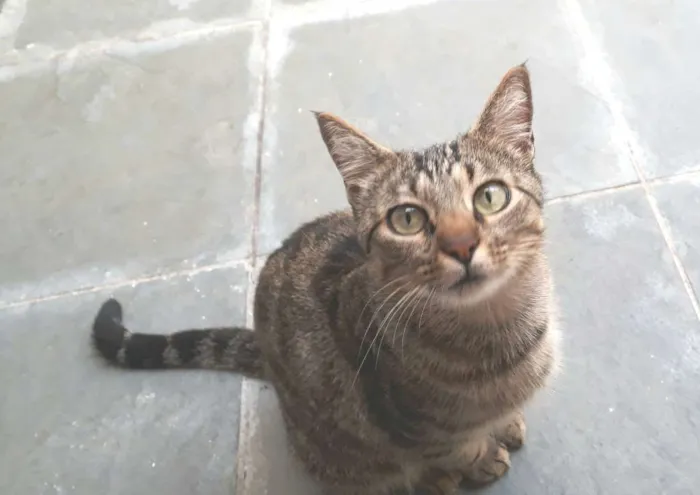 Gato raça SRD idade 1 ano nome Pink