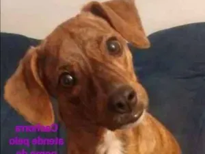 Cachorro raça não definida idade 5 anos nome Milly