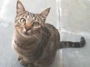 Gato raça SRD idade 1 ano nome Pink