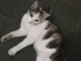 Mel