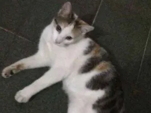 Gato raça srd idade 7 a 11 meses nome Mel