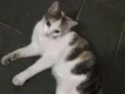 Mel