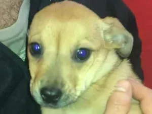 Cachorro raça Vira Lata idade Abaixo de 2 meses nome Rogéria 