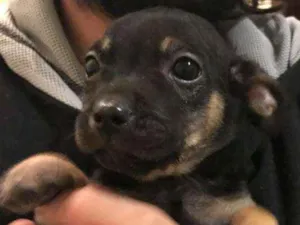 Cachorro raça Vira lata  idade Abaixo de 2 meses nome Smilinguido