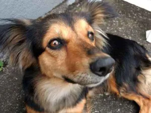 Cachorro raça RND? idade 2 anos nome Não sei